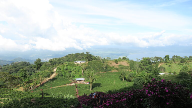 Panoramic view of coffee growing across landscape at Sasa Sestic's farm Finca Beti located in Honduras