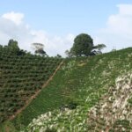 Most coffee is not grown on flat land but on mountains with steep slopes