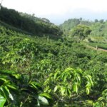 Coffee trees planted in rows for efficient harvesting and grown on mountainside