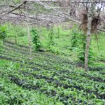 Young coffee saplings growing before being planted