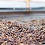 Pacas coffee beans processed using honey processing methods drying on raised beds in Honduras