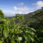 Honduras - Finca Cheli - Coffee tree and view