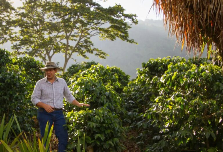 Coffee producer Nelson Ramírez standing by his tall coffee bushes in mountains of Honduras