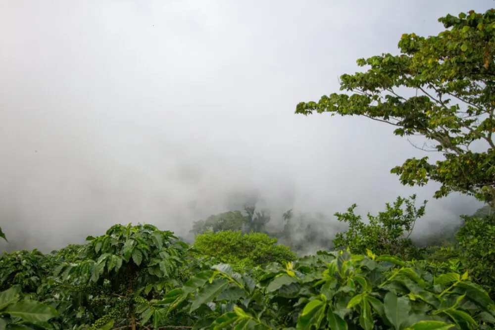A cloudy view from a coffee farm in the Santa Barbara region of Honduras