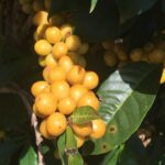 Shiny yellow ripe specialty arabica coffee cherries ready for harvest on tree in coffee belt