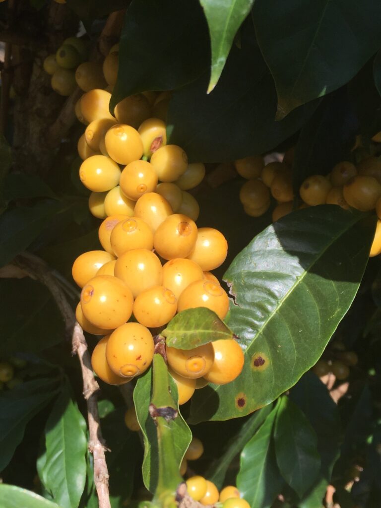 Shiny yellow ripe specialty arabica coffee cherries ready for harvest on tree in coffee belt