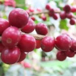 Red ripe specialty coffee cherries on a tree in the coffee belt in Honduras at farm El Liquidambar