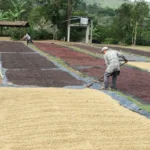 Drying specialty coffee on patios under full sun at Finca El Liquidambar Honduras