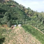 Landscape of El Milagrito specialty coffee farm in Honduras