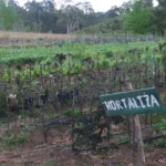 Vegetable garden at coffee farm Entre Caminas Honduras