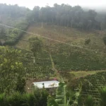 View across hillsides of Finca Beti coffee farm in Honduras
