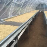 Washed green coffee beans drying on raised beds under protection at Finca Beti Honduras