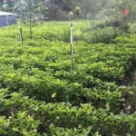 Coffee tree saplings growing and watered at Finca Beti Honduras