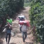 Carrying coffee sacks in Finca Cheli Honduras