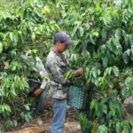 Worker harvesting coffee cherries at Las Botijas Honduras