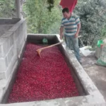 Harvested coffee cherries being washed for processing at La Falda Honduras