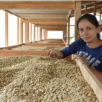 Coffee Producer Jeydi Domiguez with her washed coffee beans on raised drying beds at Los Cedros Honduras