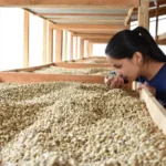 Coffee Producer Jeydi Domiguez with her washed coffee beans on raised drying beds at Los Cedros Honduras