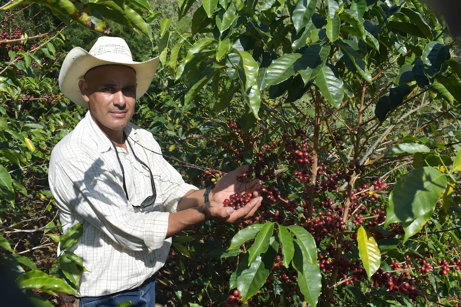 Coffee producer Remiery Orlando Carabajal at his farm Los Pinos in Honduras