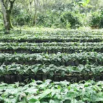 Coffee saplings growing for Tio Juan coffee farm in Honduras