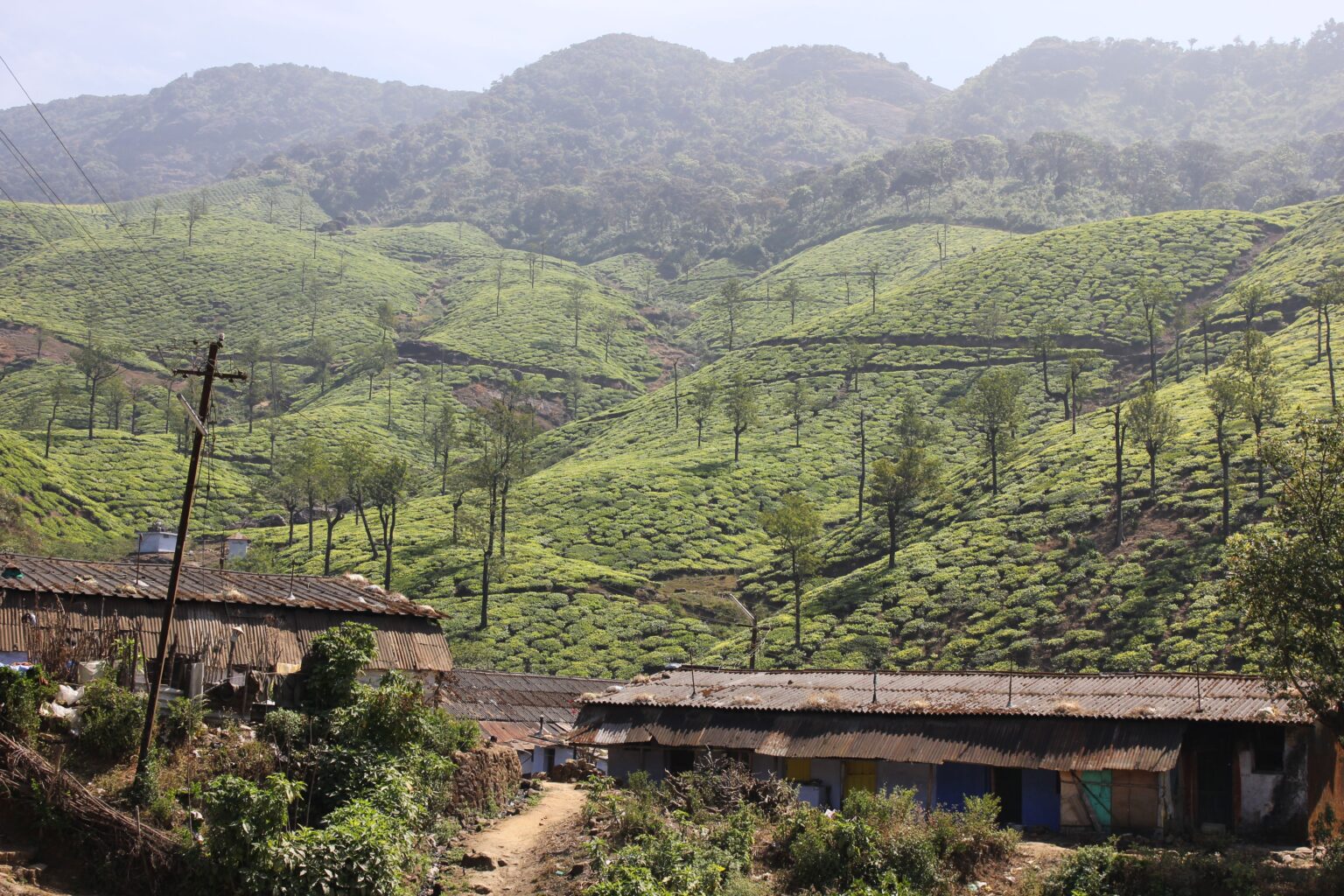 The scenic Anaimalai Ranges landscape surrounding the Thalanar Estate coffee farm in India