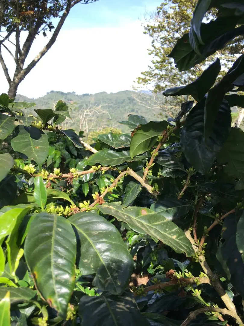 Coffee trees with green mountain view background