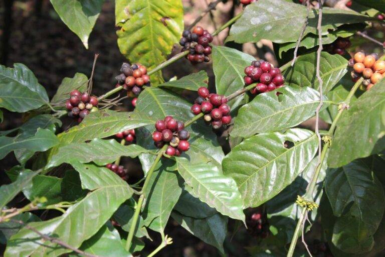 Red ripe coffee cherries on a coffee tree ready to be picked