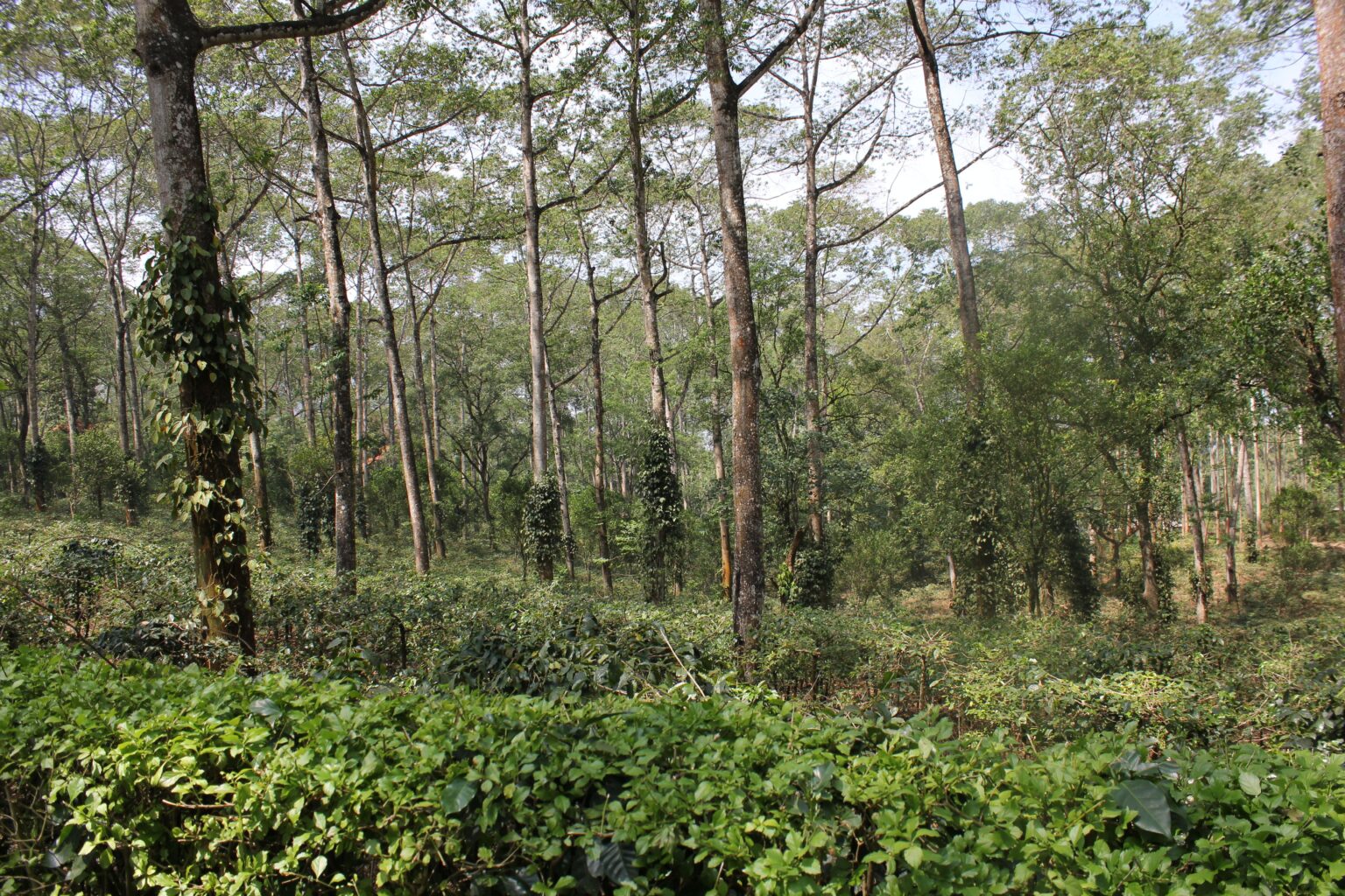 Coffee varieties S795, SLN9 and Chandragiri grow at Bettadamalali Estate in the Western Ghats