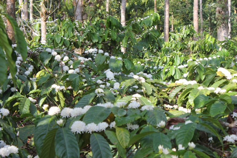 Flowering coffee trees surrounded by an abundance of shade trees at Thalanar Estate India