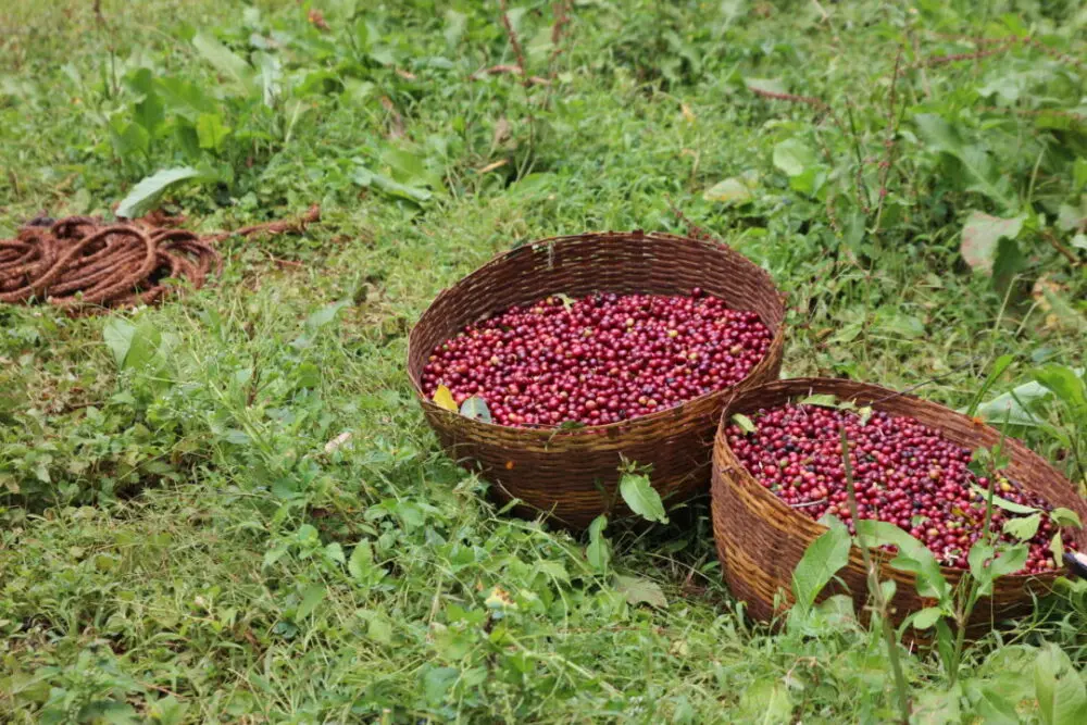 Woven baskets full of freshly harvested red ripe coffee cherries in Ethiopia