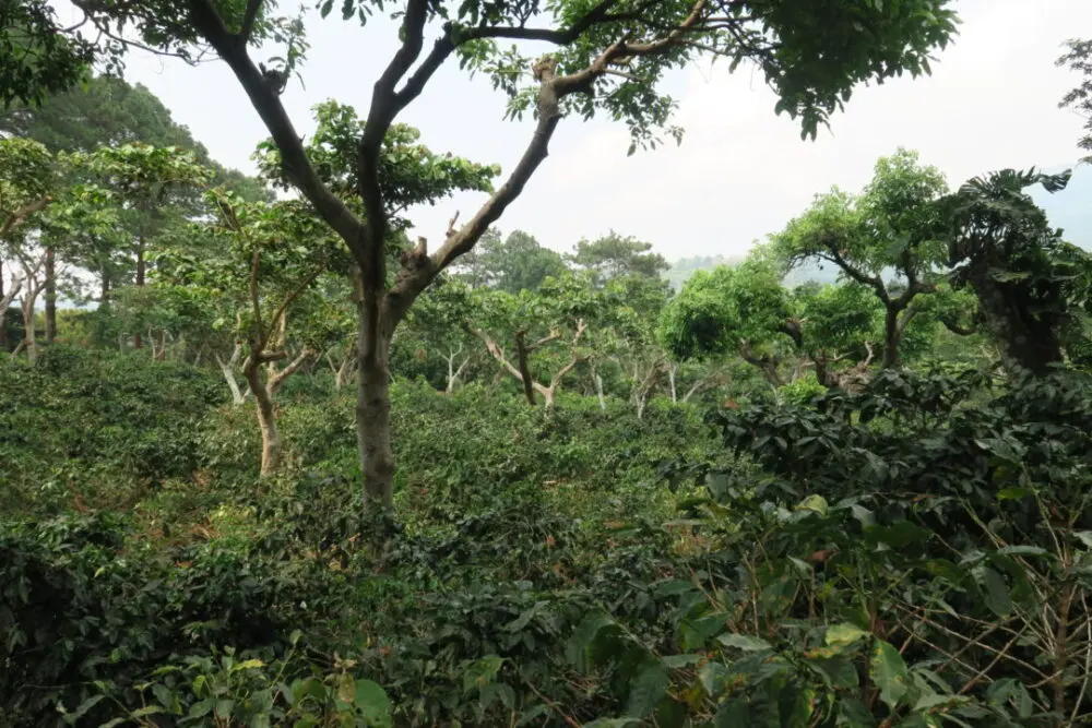 Coffee trees planted at Divisadero Coffees by producer Mauricio Salaverria in El Salvador