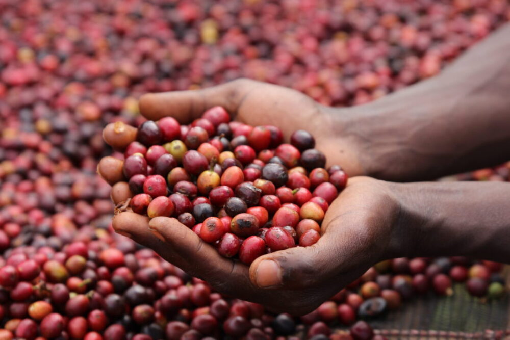Hands scooping red ripe specialty coffee cherries in Ethiopia