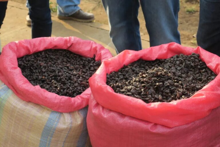 Mauricio Salaverria producer at Divisadero collected coffee cherries to produce cascara tea