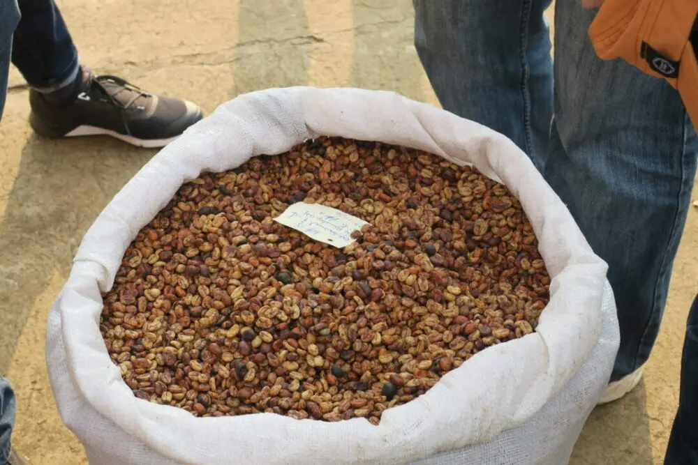 Honey processed coffee cherries in bag by Mauricio Salaverria at Cruz Gorda in El Salvador