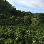 One of Pedro Erazos five coffee farms where he exclusively grows pacas varietal in Honduras