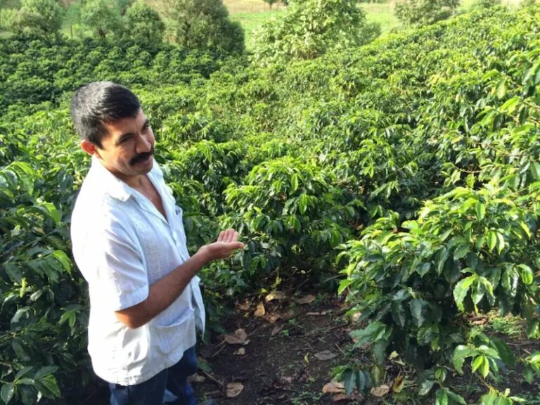 Pedro Erazo standing in front of his pacas coffee trees Honduras