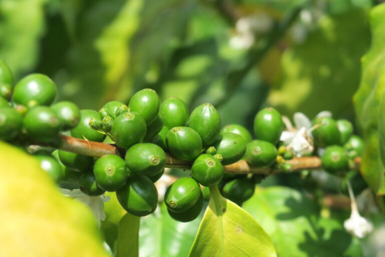 Green coffee cherries and flower blossoms on tree at Los Pirineos in El Salvador