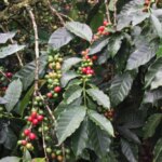 Red ripe and green unripe coffee cherries bunched on a coffee tree