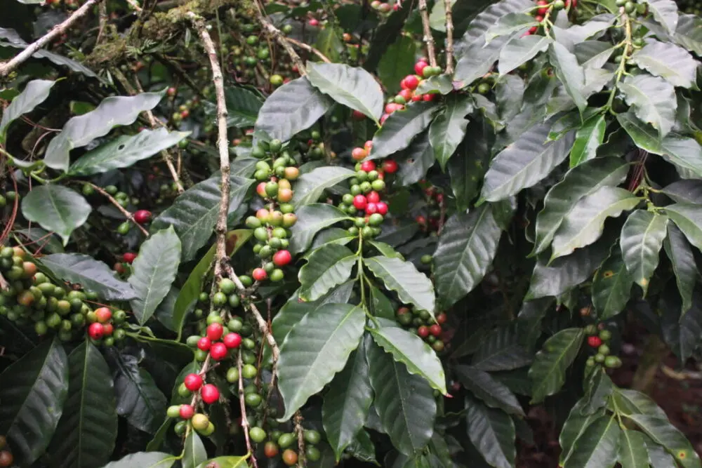 Red ripe and green unripe coffee cherries bunched on a coffee tree