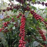 Red ripe cherries heavily bunched on coffee tree to be picked