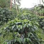Coffee trees growing in lush green forests