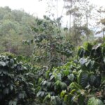 Green landscape of coffee farm managed by coffee producer Don Fabio Caballero