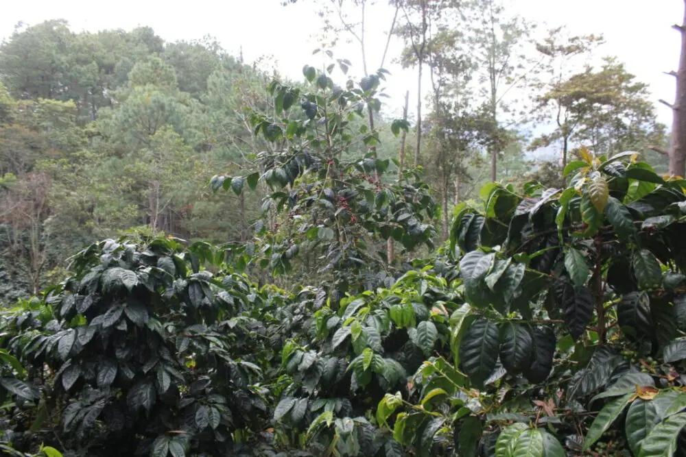 Green landscape of coffee farm managed by coffee producer Don Fabio Caballero