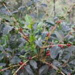 Coffee cherries on tree in Marcala Honduras