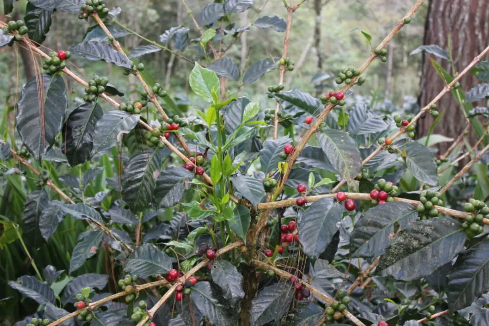 Coffee cherries on tree in Marcala Honduras