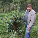 Don Fabio standing with a coffee tree at finca Caballero in Marcala region of Honduras