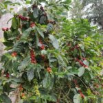 The fruit of a coffee tree is a cherry that grows around the coffee seed as it ripens into a deep red