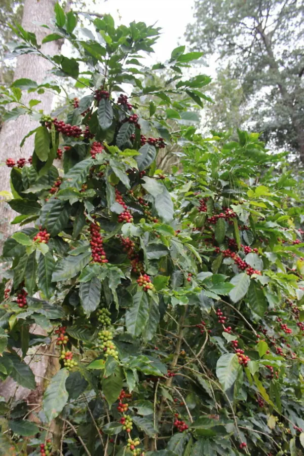 The fruit of a coffee tree is a cherry that grows around the coffee seed as it ripens into a deep red