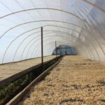 Wet processed coffee beans drying under controlled conditions at Finca Androz Honduras