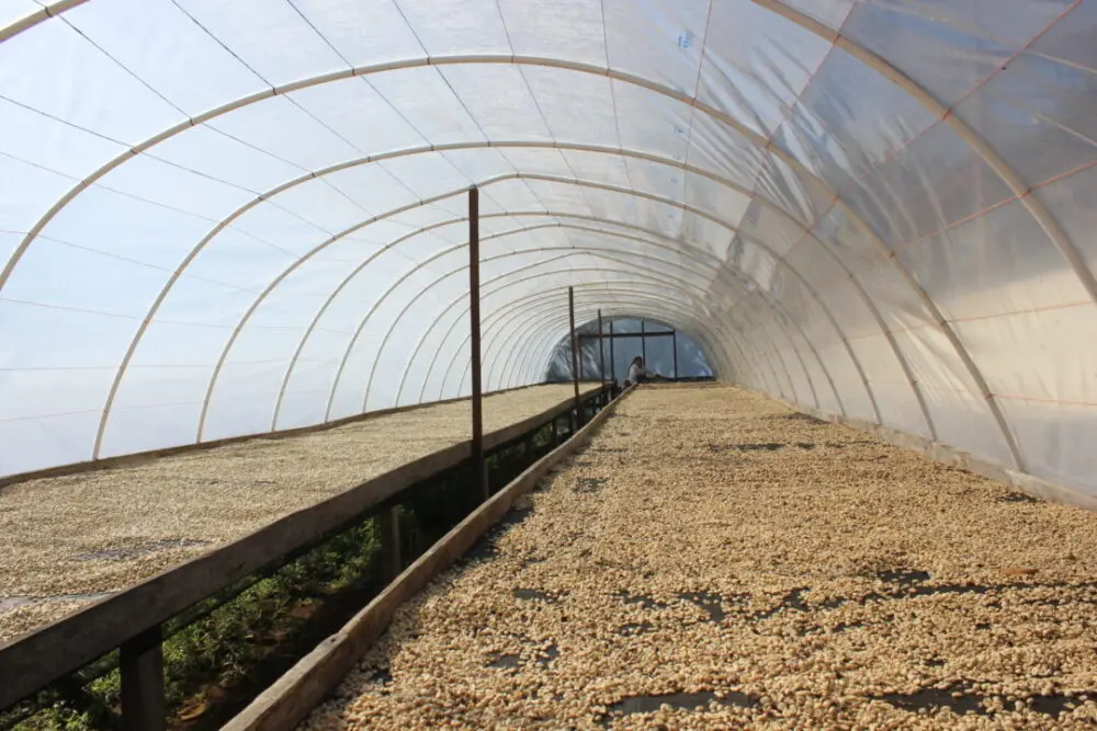 Wet processed coffee beans drying under controlled conditions at Finca Androz Honduras